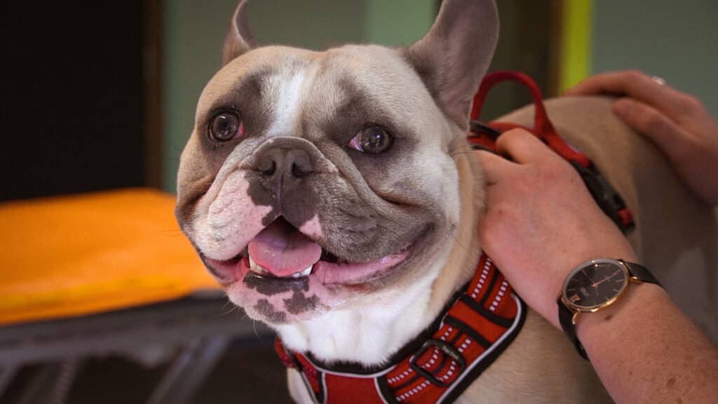 Portrait d'un chien bulldog avec les yeux écarquillés