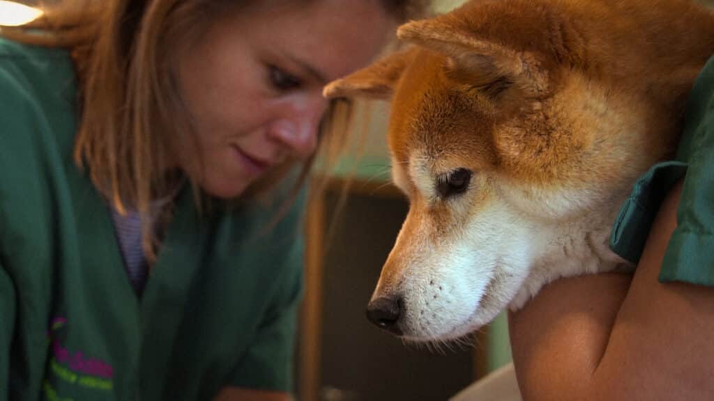 Vétérinaire s'occupant d'un chien