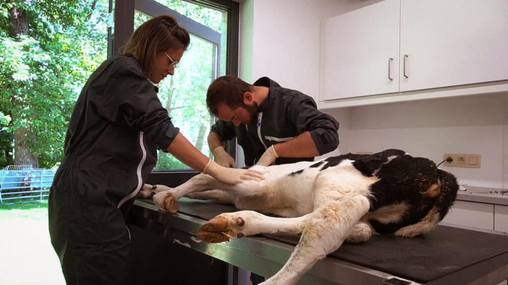 Deux vétérinaires soignant un bébé veau